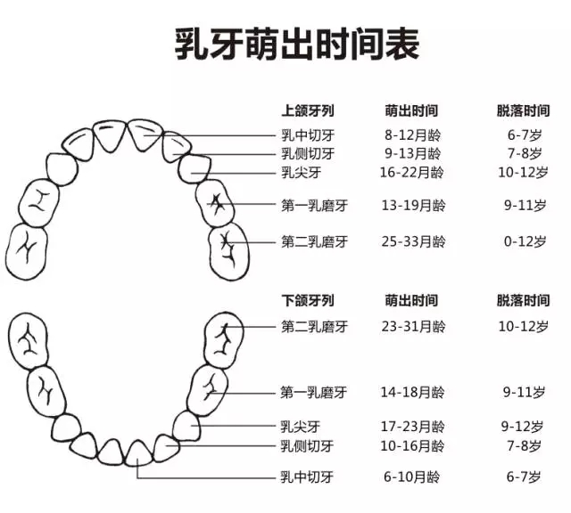 尚佳專業(yè)月嫂丨何時(shí)長(zhǎng)牙才算正常？
